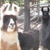 Alpaca